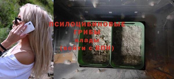 прущие грибы Новокубанск